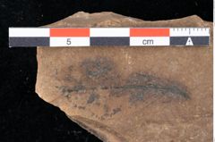 Foto (Detailansicht) von Sphaeria palaeosapindi Ettingshausen (NHMW-GEO-2024-0188-0044)